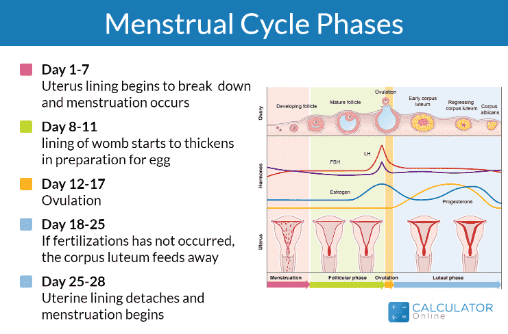 Track Menstrual Cycle