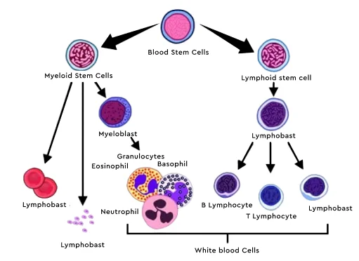 ALC Absolute Lymphocyte Count Calculator